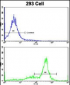 ATP5O Antibody (N-term)